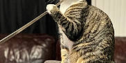 Sabrina joined the competition — help win amazing prizes! cat, tabby, pet, animal, indoor, couch, furniture, playful, paw, whiskers, fur, striped, domestic_cat, chewing, curious, household, tail, ears, closeup, mischievous