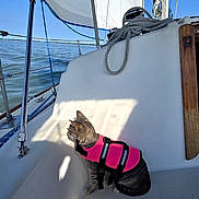 Buddy joined the competition — help win amazing prizes! adventure, animal, blue, cat, curious, daytime, marine, nautical, outdoor, pet, pink_life_jacket, rope, sail, sailboat, seaside, shadow, sitting, sky, sunlight, water