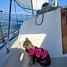 adventure, animal, blue, cat, curious, daytime, marine, nautical, outdoor, pet, pink_life_jacket, rope, sail, sailboat, seaside, shadow, sitting, sky, sunlight, water
