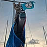 Buddy is registered to the contest to win money with this photo: animal, blue_sail_cover, boats, cat, clouds, curious, evening, flag, marina, mast, nautical, outdoor, peace_symbol, perched, pet, ropes, sailboat, sky, sunset, water
