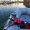 Buddy is registered to the contest to win money with this photo: adventure, animal, boat, calm_water, cat, daytime, dock, harbor, inflatable_boat, life_jacket, nature, outdoor, pet, reflection, rope, sailboat, sky, travel, water, wood