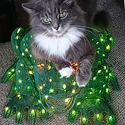 Bella joined the competition — help win amazing prizes! cat, gray_cat, white_chest, green_eyes, mesh_frog, decorative_lights, green_lights, yellow_lights, carpet, indoor, table, legs, pet, animal, feline, cute, relaxed, sitting, glowing, home_decor