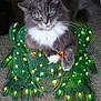 cat, gray_cat, white_chest, green_eyes, mesh_frog, decorative_lights, green_lights, yellow_lights, carpet, indoor, table, legs, pet, animal, feline, cute, relaxed, sitting, glowing, home_decor