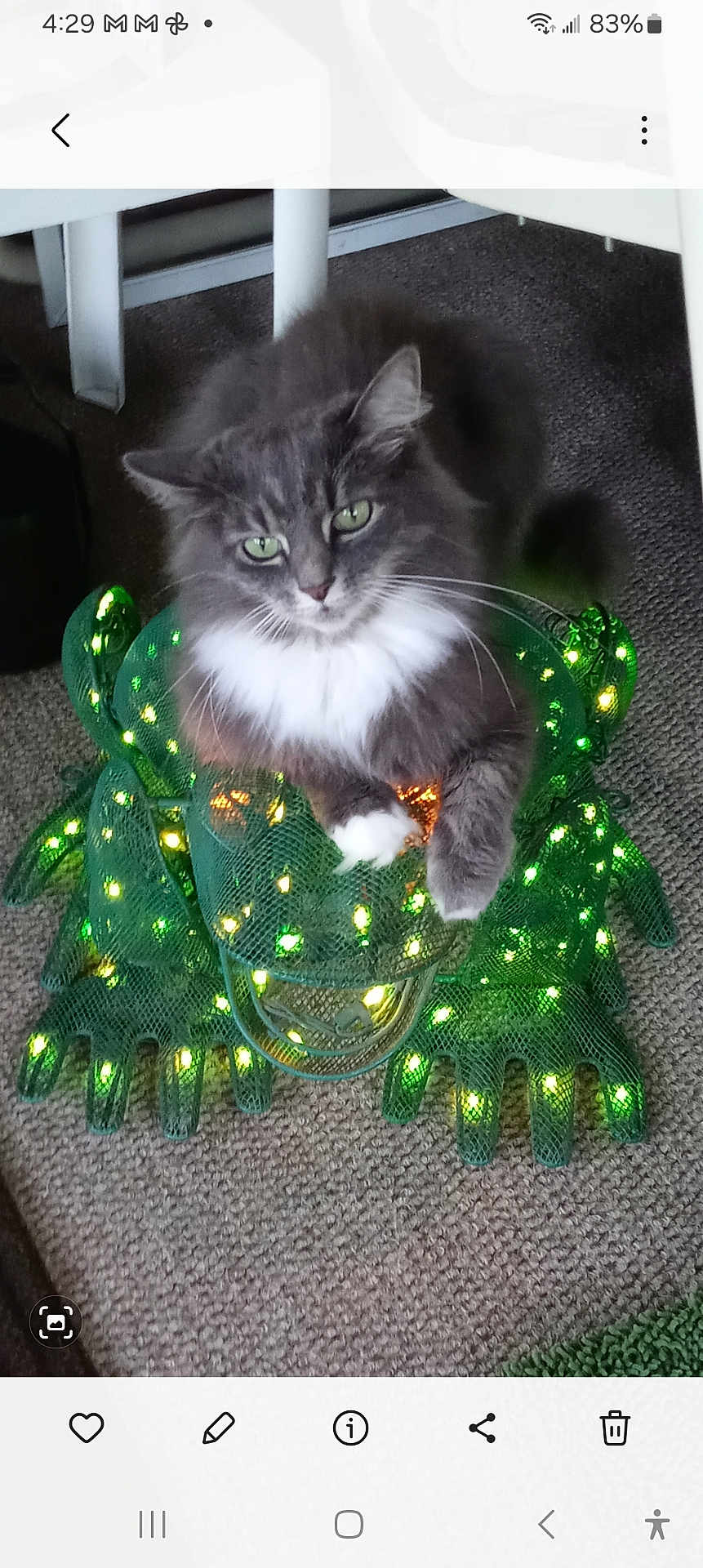 Bella