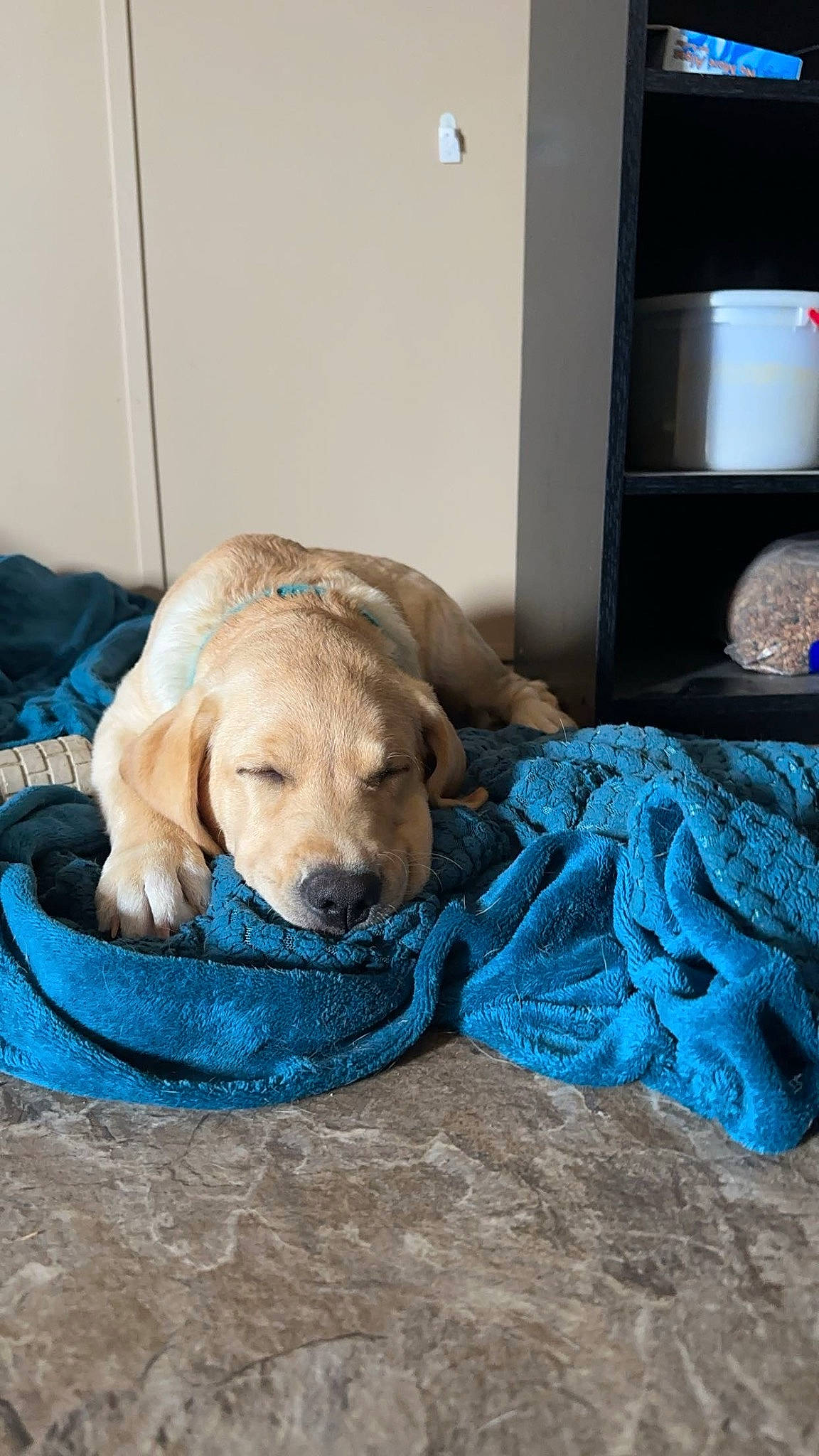 Shiloh is registered to the contest to win money with this photo: bedding, canidae, carnivore, comfort, companion_dog, dog, dog_breed, dog_supply, electric_blue, fawn, flooring, fur, hardwood, linens, nap, pet_supply, room, sporting_group, wood, working_animal