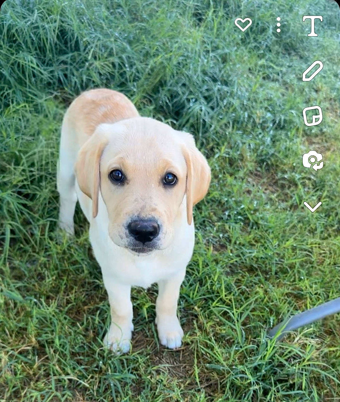 Shiloh joined the competition — help win amazing prizes! canidae, carnivore, companion_dog, dog, dog_breed, fawn, grass, grassland, groundcover, gun_dog, labrador_retriever, plant, puppy, snout, soil, sporting_group, tail, terrestrial_animal, whiskers, working_animal
