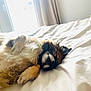 animal, bed, cozy, curtain, cute, dog, fluffy, fur, home, indoor, nap, paw, pet, radiator, relaxed, resting, sleeping, sunlight, white_bedspread, window