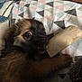 Naya a rejoint le concours — aidez-le/la à gagner de superbes lots ! animal, bed, black, blanket, brown, chew_toy, closeup, cute, dog, expression, fur, indoor, paw, pet, playing, puppy, resting, toy, triangle_pattern, young