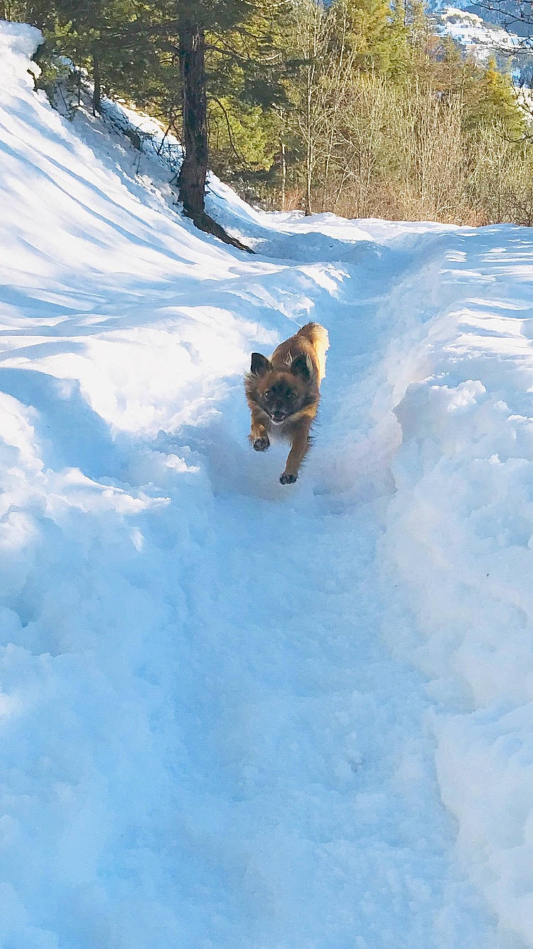 Naya a rejoint le concours — aidez-le/la à gagner de superbes lots ! cairn_terrier, canidae, carnivore, dog, dog_breed, pomeranian, snow, spitz, sporting_group, winter