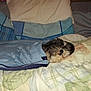 Chipie participe au concours pour gagner de l'argent avec cette photo :