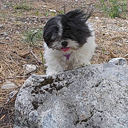 Chipie participe au concours pour gagner de l'argent avec cette photo :