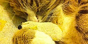 Louloute participe au concours pour gagner de l'argent avec cette photo :