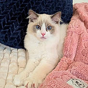 Maui joined the competition — help win amazing prizes! cat, blue_eyes, fluffy, pet, indoor, blanket, pillow, cozy, cute, relaxed, fur, pink_blanket, navy_pillow, resting, animal, soft_texture, home, domestic, feline, comfortable