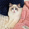 cat, blue_eyes, fluffy, pet, indoor, blanket, pillow, cozy, cute, relaxed, fur, pink_blanket, navy_pillow, resting, animal, soft_texture, home, domestic, feline, comfortable