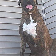 Reno is registered to the contest to win money with this photo: dog, brindle, large_dog, mastiff, bullmastiff, pet, animal, sitting, tongue, open_mouth, white_chest, short_coat, floppy_ears, front_facing, portrait, outdoor, house, siding, patio, guard_dog