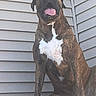 dog, brindle, large_dog, mastiff, bullmastiff, pet, animal, sitting, tongue, open_mouth, white_chest, short_coat, floppy_ears, front_facing, portrait, outdoor, house, siding, patio, guard_dog
