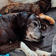 Mila a rejoint le concours — aidez-le/la à gagner de superbes lots ! dog, cat, sleeping, pet, cozy, blanket, pillow, fur, resting, indoors, companion, animal, friendship, comfort, cute, relaxation, paw, bed, snuggle, domestic