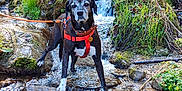 Mila participe au concours pour gagner de l'argent avec cette photo : dog, water, stream, rocks, moss, greenery, forest, nature, outdoor, animal, leash, harness, waterfall, sunlight, wet, standing, canine, scenic, adventure, exploration