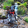 adventure, animal, canine, dog, exploration, forest, greenery, harness, leash, moss, nature, outdoor, rocks, scenic, standing, stream, sunlight, water, waterfall, wet