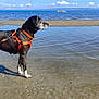 Mila a rejoint le concours — aidez-le/la à gagner de superbes lots ! dog, beach, sand, water, sea, sky, clouds, harness, leash, outdoor, animal, canine, nature, calm, daytime, profile, standing, wet_sand, blue_sky, peaceful
