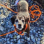 Mila participe au concours pour gagner de l'argent avec cette photo : dog, leash, rocky_beach, person, pants, sneakers, log, outdoor, daylight, pet, animal, curious, looking_up, casual_clothing, nature, stones, shadow, sunlight, walking, resting