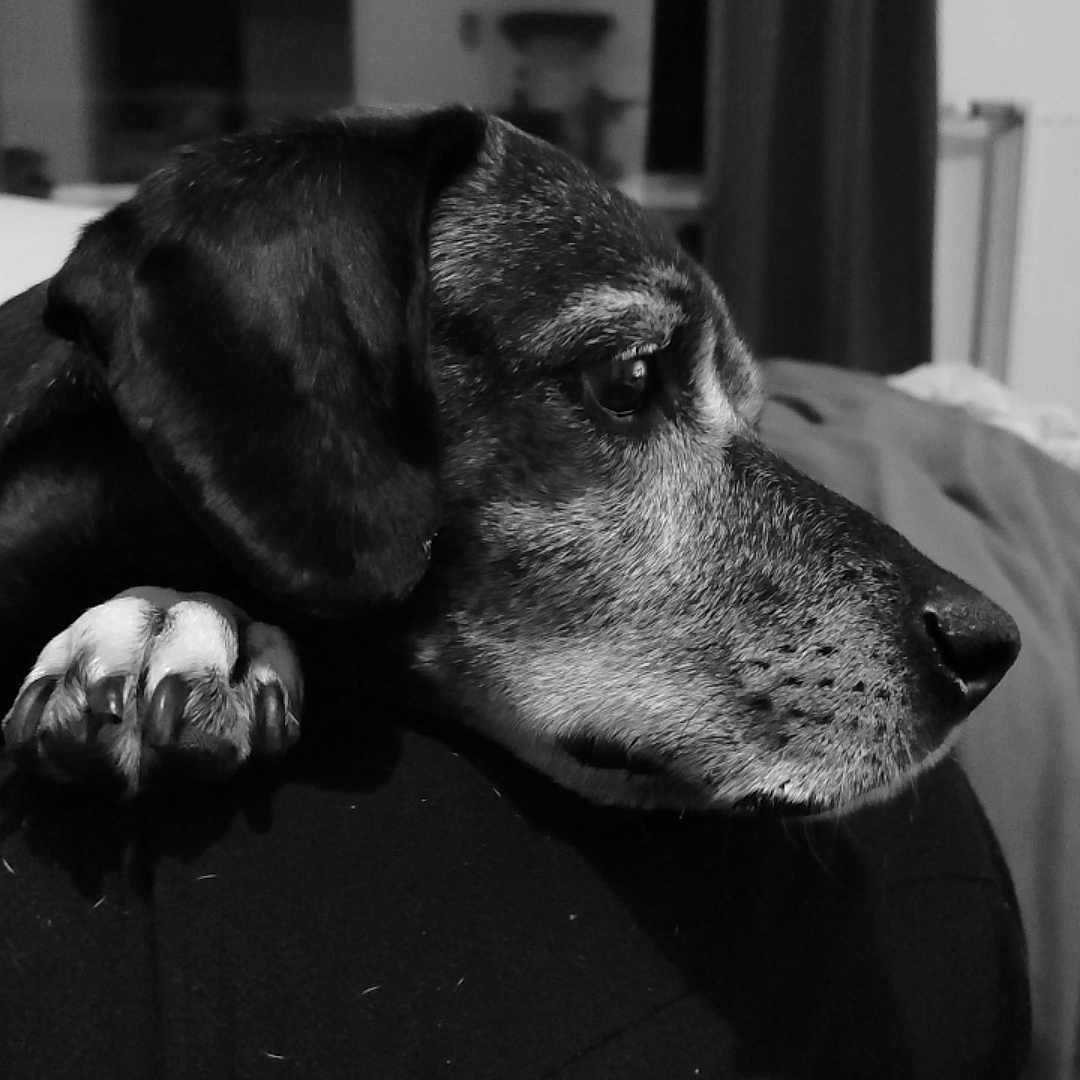 Mila participe au concours pour gagner de l'argent avec cette photo : animal, black_and_white, calm, close_up, companion, cozy, dog, domestic, ear, fur, indoor, mammal, paw, pet, portrait, relaxed, resting, side_view, snout, thoughtful