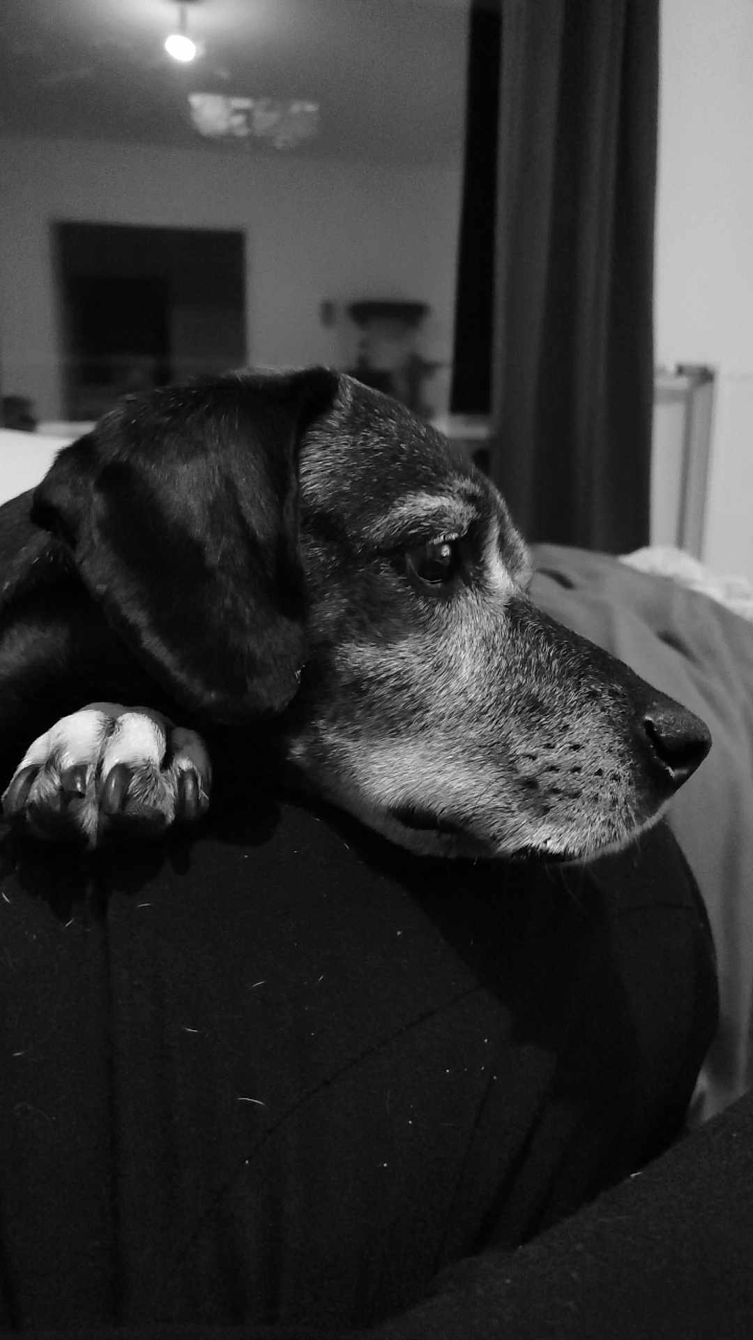 Mila participe au concours pour gagner de l'argent avec cette photo : dog, pet, black_and_white, close_up, paw, resting, indoor, calm, animal, mammal, fur, snout, ear, portrait, side_view, cozy, domestic, companion, relaxed, thoughtful