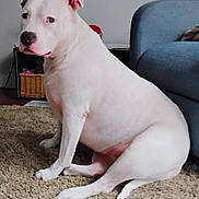 Ms.cheesecake is registered to the contest to win money with this photo: animal, calm, canine, carpet, couch, dog, domestic, ears, floor, furniture, home, indoor, living_room, nose, paw, pet, side_view, sitting, tail, white_dog