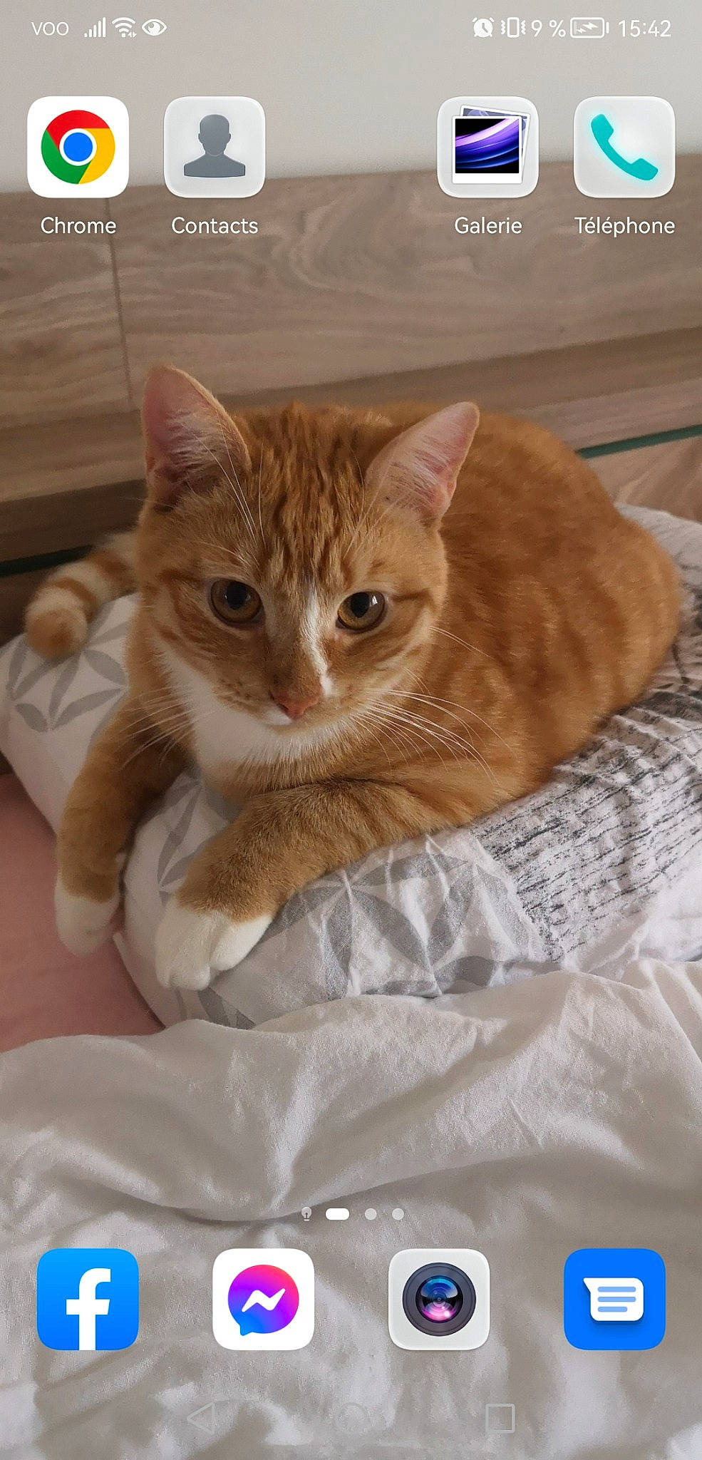 Abricot a rejoint le concours — aidez-le/la à gagner de superbes lots ! bed, bedding, carnivore, cat, cat_supply, claw, comfort, domestic_short_haired_cat, fawn, felidae, fur, linens, paw, pet_supply, photo_caption, small_to_medium_sized_cats, snout, tail, whiskers, wood