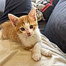 kitten, cat, pet, animal, cute, ginger, white, fur, lap, indoor, resting, cozy, soft, young, curious, closeup, domestic, feline, relaxed, adorable