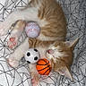 kitten, cat, sleeping, orange_cat, white_cat, blanket, geometric_pattern, toy_balls, baseball, soccer_ball, basketball, pet, cute, animal, paw, fur, resting, indoor, cozy, small