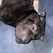 Prince is registered to the contest to win money with this photo: dog, black_dog, pet, lying_down, couch, indoor, close_up, fur, relaxed, nap, sleepy, canine, animal, domestic_animal, snout, ear, face, soft_texture, resting, blue_couch