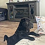 Prince is registered to the contest to win money with this photo: dog, puppy, shar_pei, black_dog, living_room, couch, floral_pillow, wood_floor, fireplace, furniture, pet, indoor, curious, wrinkles, animal, canine, young_dog, home, domestic, cute