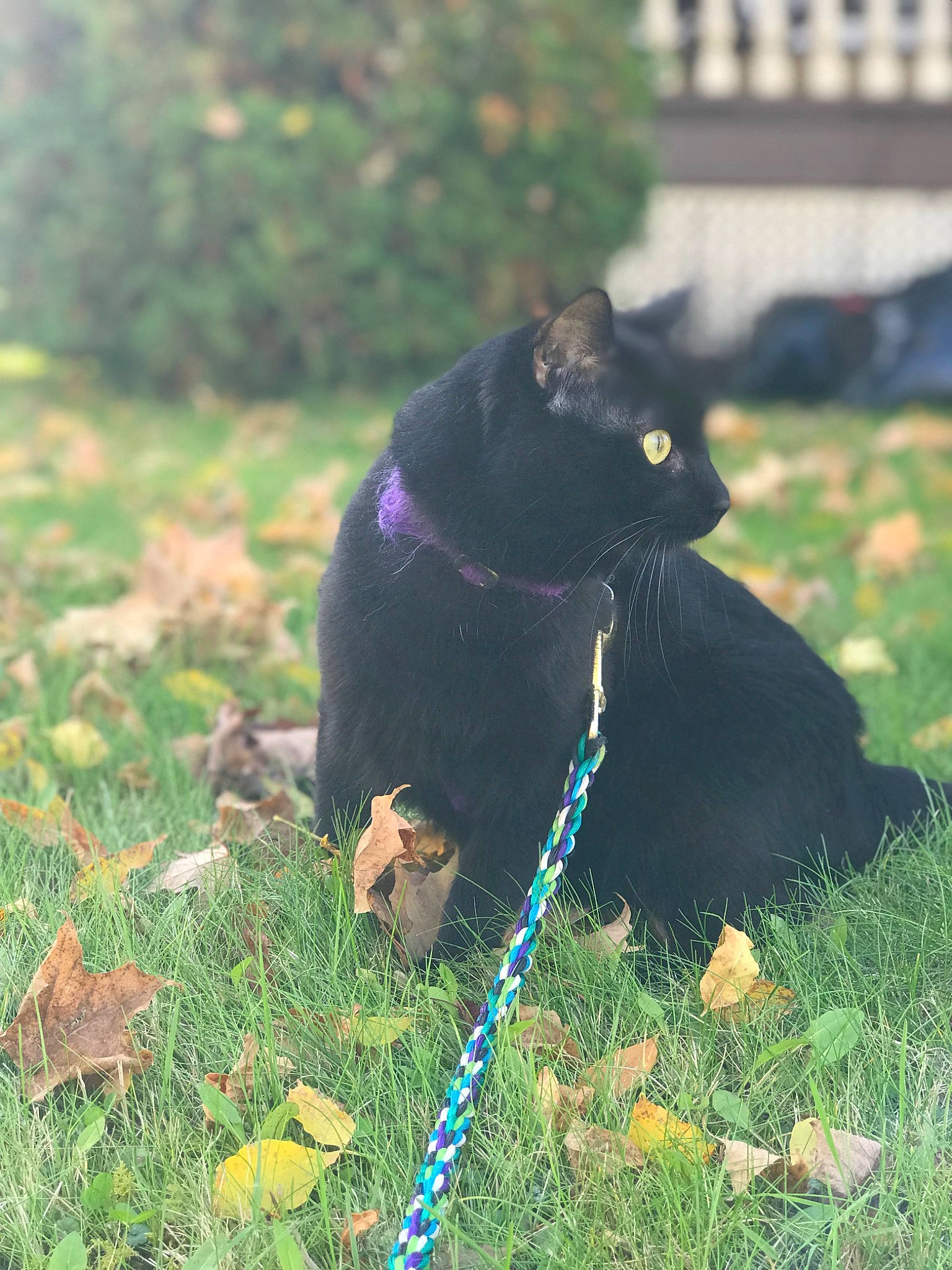 Eclipse joined the competition — help win amazing prizes! black_cat, bombay, carnivore, cat, collar, domestic_short_haired_cat, electric_blue, felidae, fur, grass, grassland, groundcover, plant, shadow, shrub, small_to_medium_sized_cats, tail, terrestrial_animal, whiskers, window