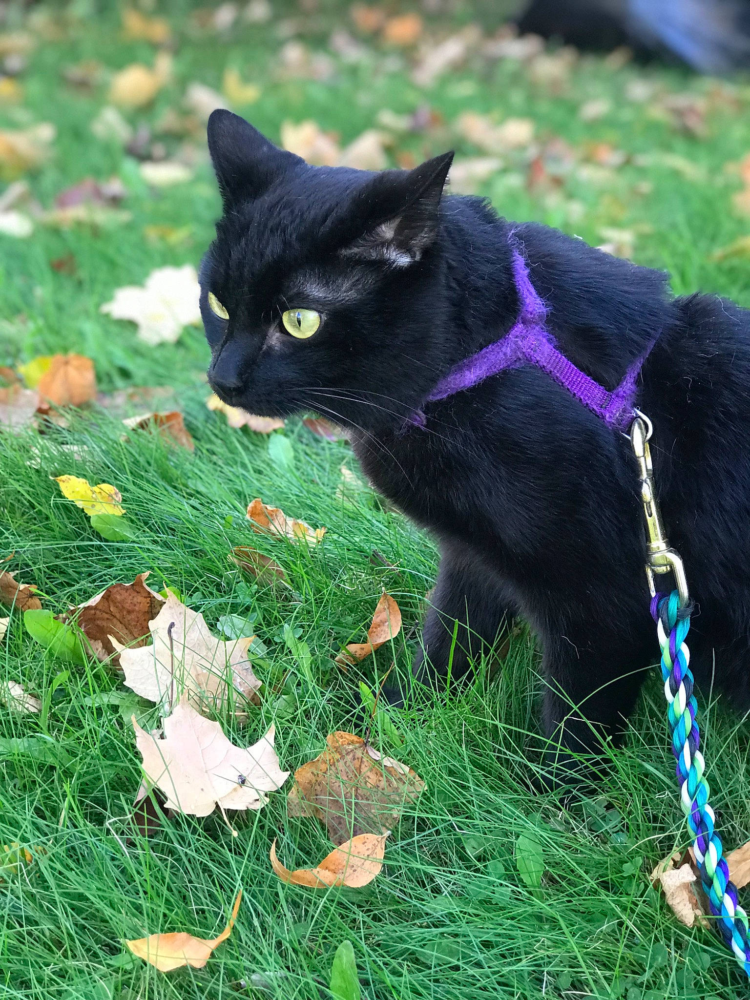 Eclipse joined the competition — help win amazing prizes! art, black_cat, bombay, carnivore, cat, collar, domestic_short_haired_cat, electric_blue, felidae, fur, grass, green, groundcover, lawn, plant, small_to_medium_sized_cats, snout, tail, terrestrial_animal, whiskers