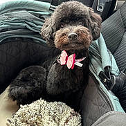 Nani joined the competition — help win amazing prizes! dog, black_dog, pet_carrier, pink_bow, car_interior, seatbelt, blanket, cute, fluffy, small_dog, pet_accessory, car_seat, looking_up, cozy, domestic_animal, companion, fur, animal_portrait, indoor, resting