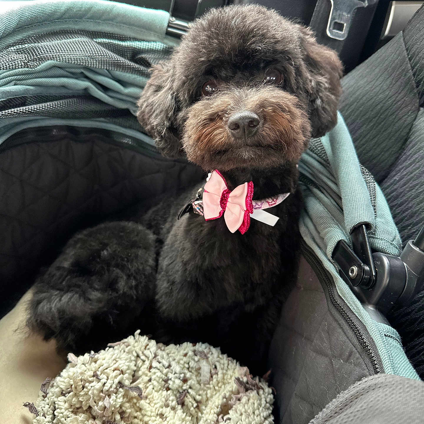 Nani joined the competition — help win amazing prizes! dog, black_dog, pet_carrier, pink_bow, car_interior, seatbelt, blanket, cute, fluffy, small_dog, pet_accessory, car_seat, looking_up, cozy, domestic_animal, companion, fur, animal_portrait, indoor, resting