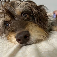Chunky joined the competition — help win amazing prizes! dog, close_up, lying_down, indoor, scruffy, fur, nose, eyes, pet, animal, cute, resting, bed, cozy, portrait, muzzle, whiskers, brown_fur, soft, relaxed