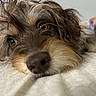 dog, close_up, lying_down, indoor, scruffy, fur, nose, eyes, pet, animal, cute, resting, bed, cozy, portrait, muzzle, whiskers, brown_fur, soft, relaxed