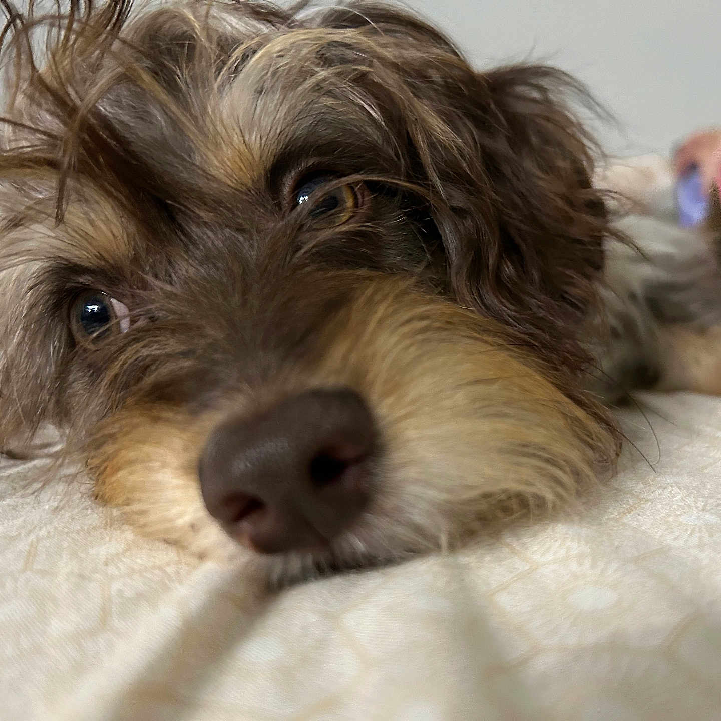 Chunky joined the competition — help win amazing prizes! dog, close_up, lying_down, indoor, scruffy, fur, nose, eyes, pet, animal, cute, resting, bed, cozy, portrait, muzzle, whiskers, brown_fur, soft, relaxed