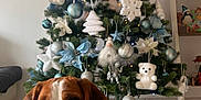 Ulio a rejoint le concours — aidez-le/la à gagner de superbes lots ! blue, celebration, christmas_tree, cozy, cute, decorations, dog, festive, holiday, holiday_decor, indoor, living_room, ornaments, pet, plush_toys, seasonal, sweater, tiled_floor, tree_skirt, white
