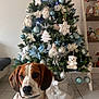 Ulio a rejoint le concours — aidez-le/la à gagner de superbes lots ! dog, christmas_tree, ornaments, plush_toys, sweater, indoor, holiday_decor, festive, white, blue, tiled_floor, living_room, cute, pet, decorations, seasonal, celebration, tree_skirt, holiday, cozy