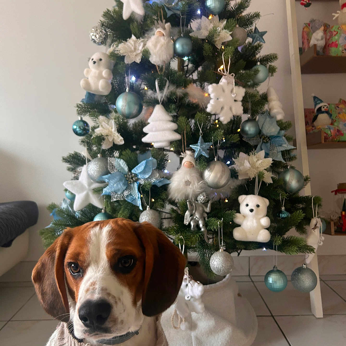 Ulio a rejoint le concours — aidez-le/la à gagner de superbes lots ! blue, celebration, christmas_tree, cozy, cute, decorations, dog, festive, holiday, holiday_decor, indoor, living_room, ornaments, pet, plush_toys, seasonal, sweater, tiled_floor, tree_skirt, white