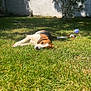 Ulio a rejoint le concours — aidez-le/la à gagner de superbes lots ! dog, beagle, grass, outdoor, sunlight, toy, greenery, tree, bush, wall, pet, canine, relaxed, playful, nature, summer, yard, daytime, animal, leisure
