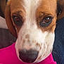 dog, beagle, close_up, pet, animal, brown, white, black, nose, face, ears, fur, pink_fabric, resting, cute, domestic_animal, indoor, portrait, looking_up, soft_light