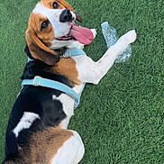 Ulio participe au concours pour gagner de l'argent avec cette photo : dog, beagle, grass, outdoor, pet, canine, animal, tongue_out, happy, playful, paw, plastic_bottle, harness, lying_down, nature, summer, cute, friendly, domestic_animal, resting