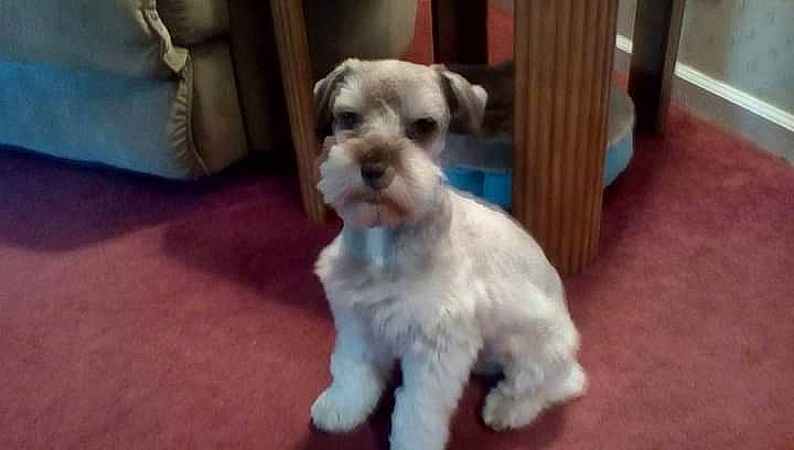 Hanky Panky is registered to the contest to win money with this photo: canidae, carnivore, collar, companion_dog, couch, dog, dog_breed, dog_collar, fawn, flooring, hardwood, non_sporting_group, sleeper_chair, small_terrier, snout, sporting_group, terrier, toy_dog, wood, working_animal