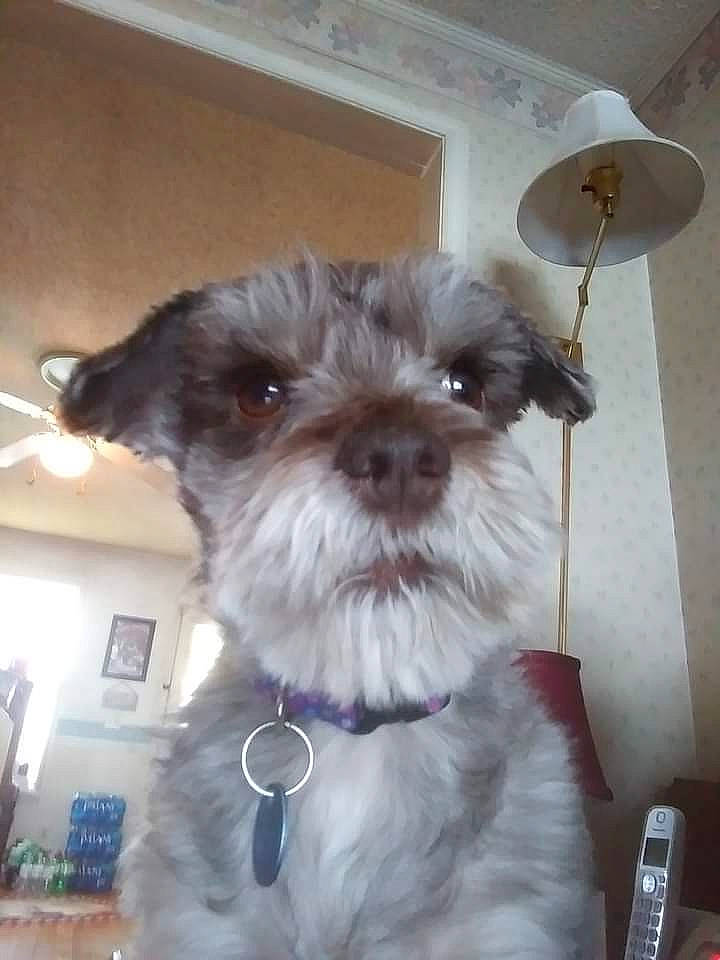 Hanky Panky is registered to the contest to win money with this photo: canidae, carnivore, collar, companion_dog, dog, dog_breed, dog_collar, dog_supply, fawn, fur, liver, maltepoo, pet_supply, puppy, small_terrier, snout, sporting_group, terrier, toy_dog, working_animal