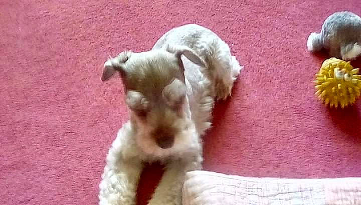 Hanky Panky joined the competition — help win amazing prizes! canidae, carnivore, companion_dog, dog, dog_breed, fawn, felidae, fur, livestock, non_sporting_group, paw, snout, sporting_group, tail, terrestrial_animal, toy_dog, working_animal