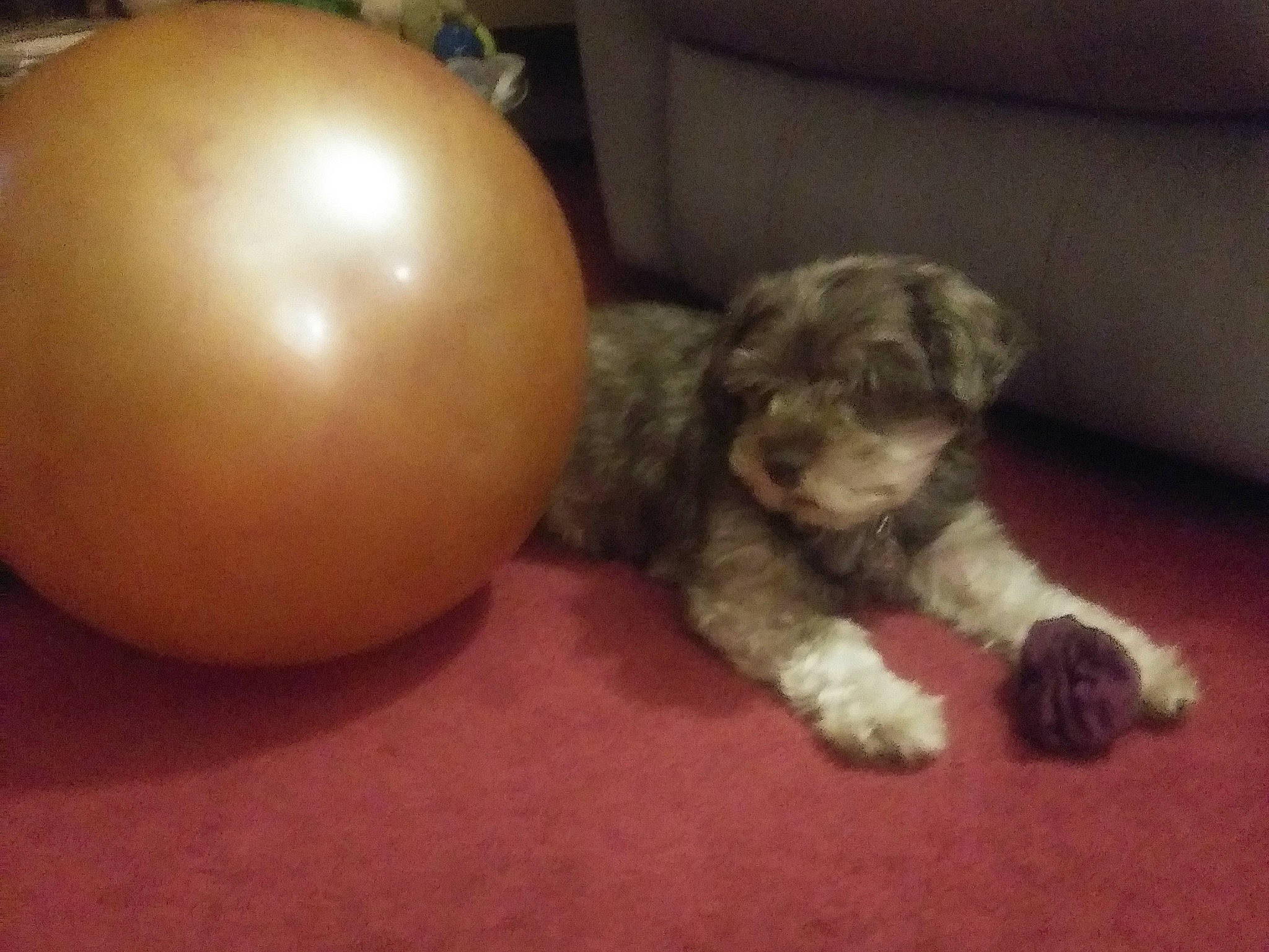 Hanky Panky joined the competition — help win amazing prizes! carnivore, companion_dog, dog, dog_breed, flooring, fur, hardwood, liver, non_sporting_group, paw, spaniel, tail, terrestrial_animal, toy, toy_dog, whiskers, wood, working_animal, yellow_onion